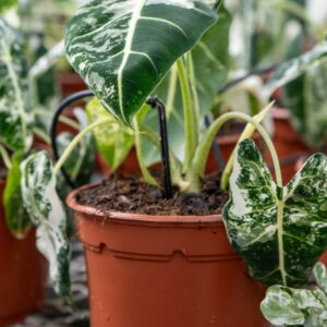 Alocasia Frydek variegata
