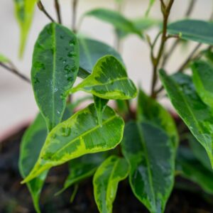 ficus anastasia c.22