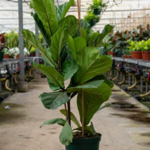 ficus lyrata c.14, 22, 26, 40