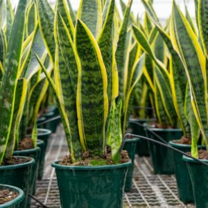 Sansevieria Trifasciata Laurentti c.12, 14, 16, 19 ,7, 9