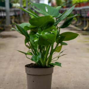 philodendron monstera deliciosa c.19,22