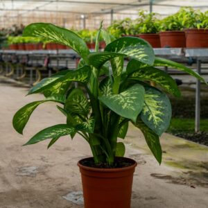 dieffenbachia Reva (Tropic) c.16,22