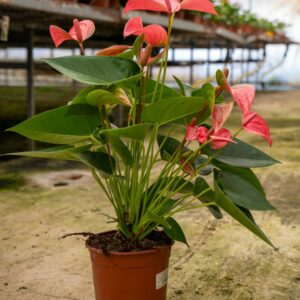 ANTHURIUM ROYAL PINK CHAMPION C.12, 14