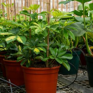 SCHEFFLERA GOLD CAPELLA C.22