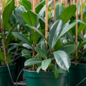 ficus cyathistipula C.26