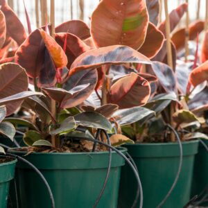 Ficus elastica belize c.14, 26