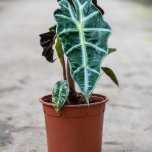 Alocasia Polly