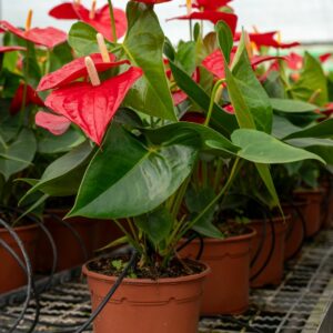 ANTHURIUM OREGON