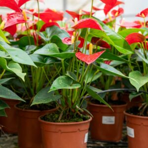 ANTHURIUM BAMBINO