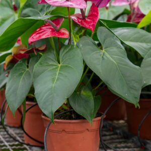 ANTHURIUM UTAH