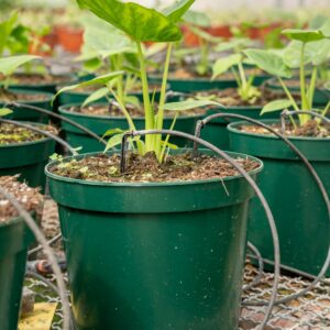 ALOCASIA MARQUESA