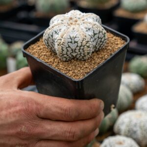 ASTROPHYTUM ASTERIAS (HB.HYBRID)