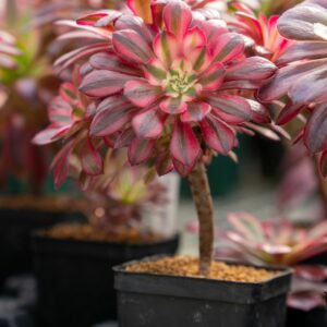 AEONIUM HIBRID