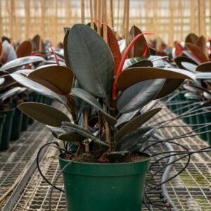 ficus abidjan C.14, 26