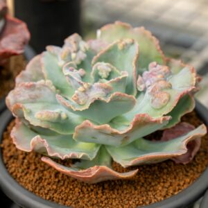 ECHEVERIAS CIBBIELORAS