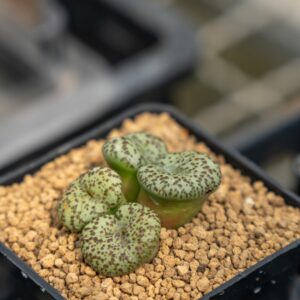 CONOPHYTUM