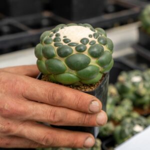 CORYPHANTHA INERMIS