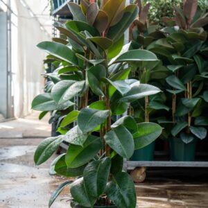 ficus robusta C.14,26,40