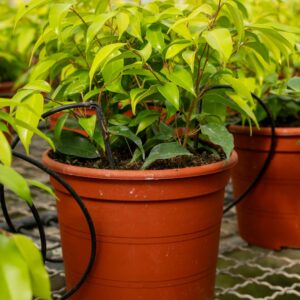 ficus goldy c.22