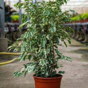 ficus twilight c.22
