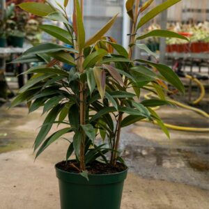 ficus amstel c.26