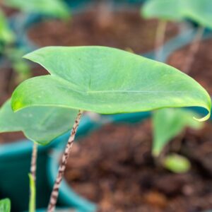 alocasia zebrina