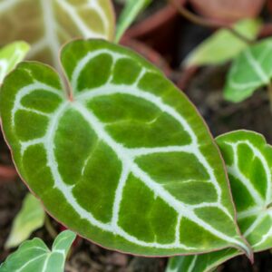 ANTHURIUM CRISTALINUM C.14