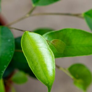 ficus benjamina c.22