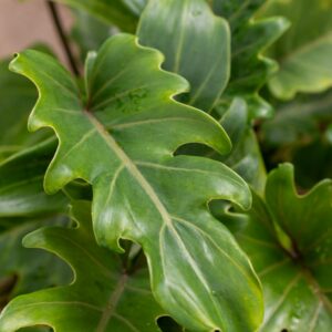 Philodendron xanadu c.16