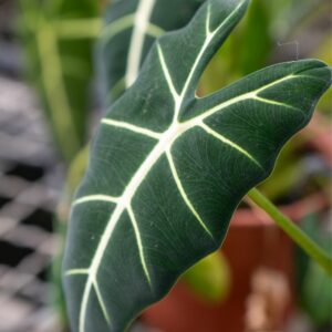 alocasia frydek
