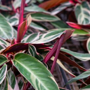 CALATHEA TRIOSTAR C.19