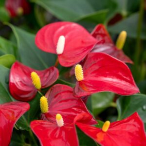 ANTHURIUM MICRA C.12, 14