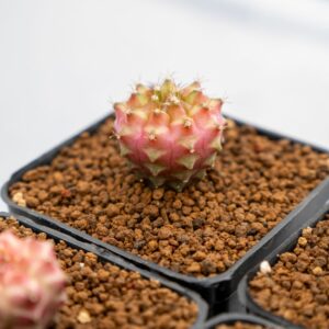 GYMNOCALYCIUM MIHANOVICHII HYBRID CV. NEON C.7