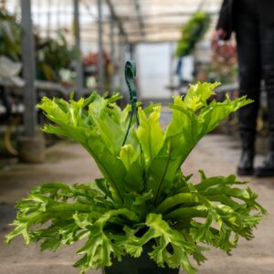 asplenium crissie c.12,20